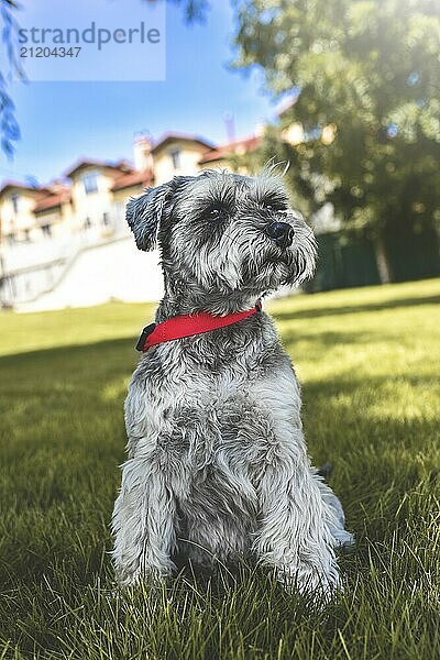 Portrait of a beautiful dog schnauzer sitting on the grass and looking into the distance in the park.The concept of love for animals. best friend