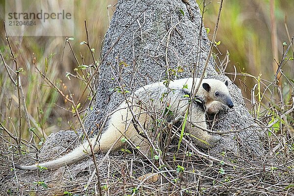 Southern tamandua (Tamandua tetradactyla) Pantanal Brazil