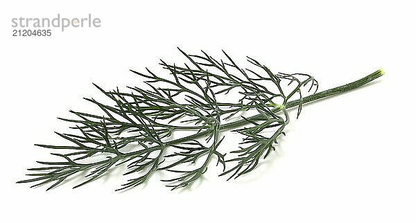 Dill branch isolated on white. Fresh herbs seasoning to add to dishes