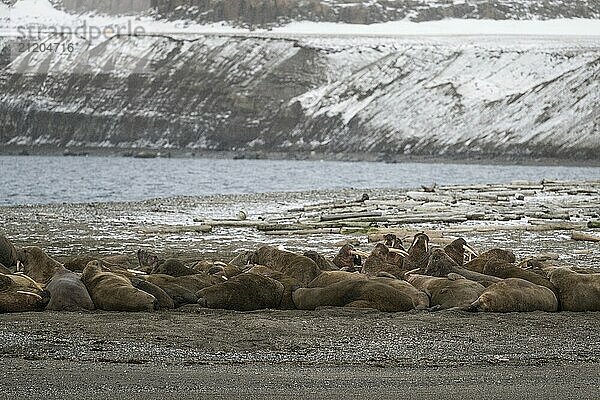 Walrus (Odobenus rosmarus)  walrus  wintery headland Ardneset  Svalbard and Jan Mayen archipelago  Norway  Europe