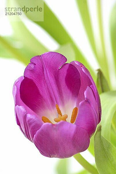 Violette Tulpe