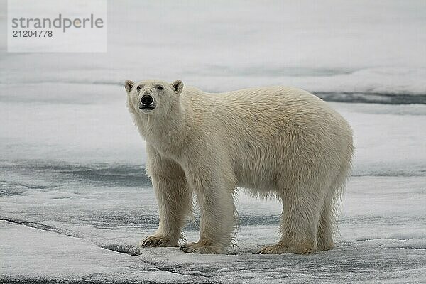 Polar bear (Ursus maritimus)  standing  curious  pack ice  ice floes  Svalbard  Norway  Europe