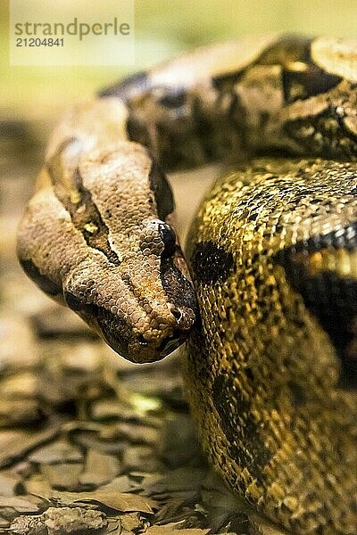 Boa constrictor  eine große  schwergewichtige Schlangenart