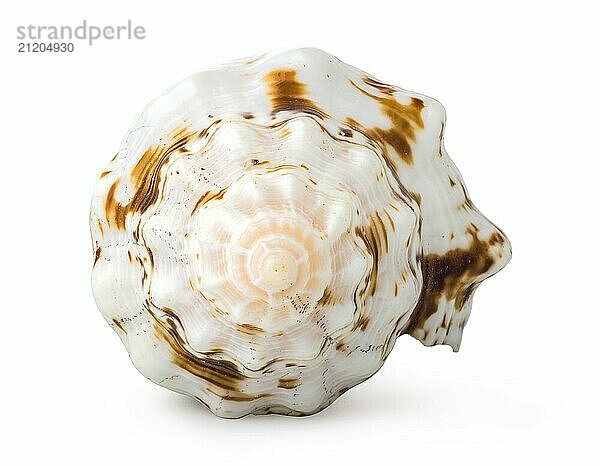 Front view of shell isolated on a white background