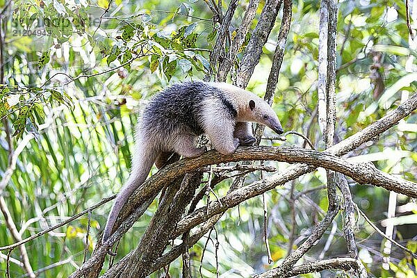 Southern tamandua (Tamandua tetradactyla) Pantanal Brazil