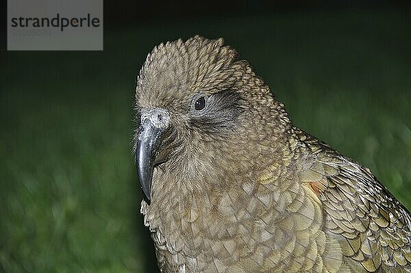 Portrait of New Zealand alpine parrot  the Kea  Nestor notabilis  against dark background