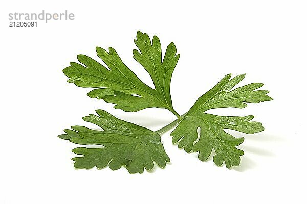 Fragrant greens for decorating dishes  parsley leaf isolated on white background