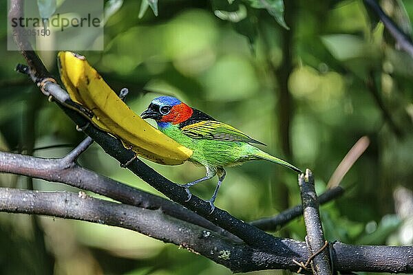 Close-up of a Red-necked tanager feeding on a banana  against defocused green background  Folha Seca  Brazil  South America