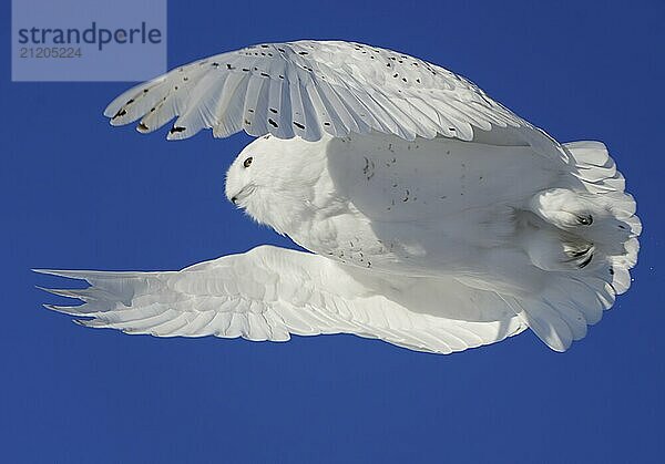 Snowy Owl Canada in Winter Prairies Saskatchewan