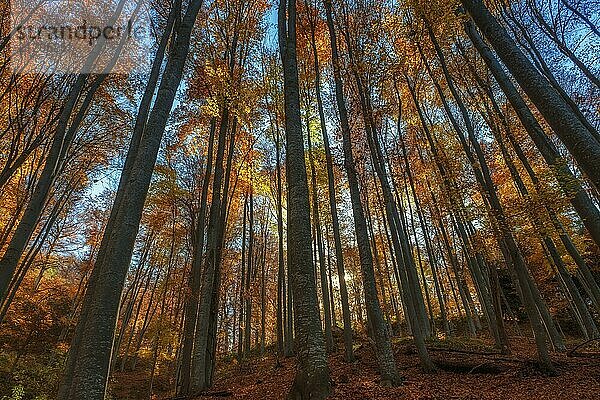 Beautiful landscape in mountain bright autumn forest  sunny day