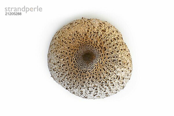 Top view of Parasol Mushroom on white background