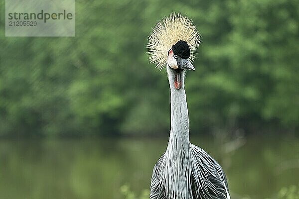 Portrait of grey crowned crane (Balearica regulorum) on green background. Poznan  Poland  Europe