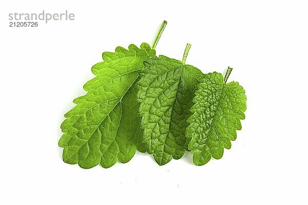 Fresh green mint leaves isolated on white background