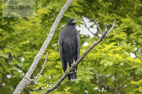 Great black hawk perched on a branch against green background  Pantanal Wetlands  Mato Grosso  Brazil  South America