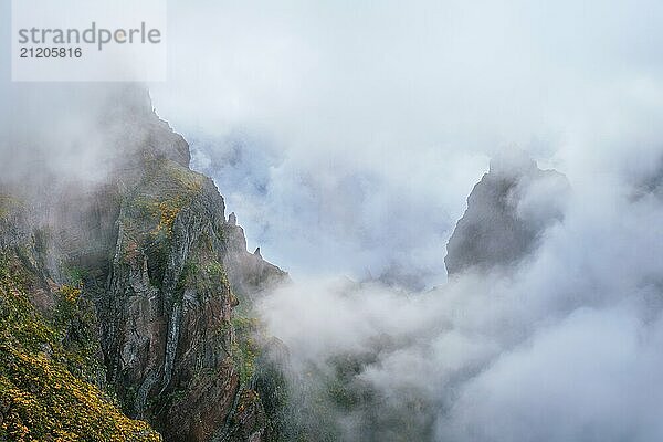 A mountain covered in fog and clouds with blooming Cytisus shrubs. Near Pico de Arieiro  Madeira island  Portugal  Europe