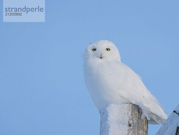 Snowy Owl Canada in Winter Prairies Saskatchewan