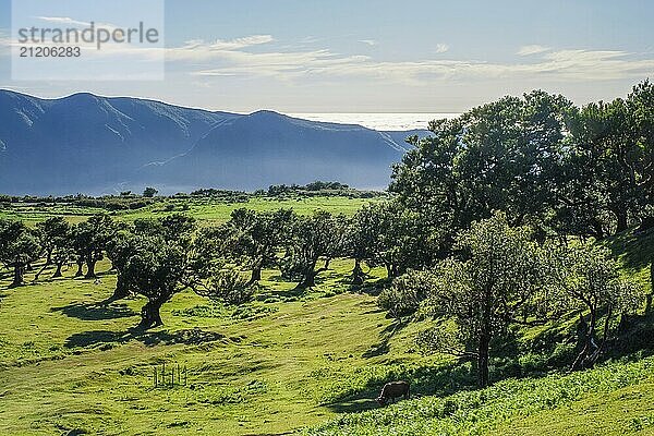 Aerial view of idyllic scenic Fanal Laurisilva forest with centuries-old til trees above clouds. Madeira island  Portugal  Europe