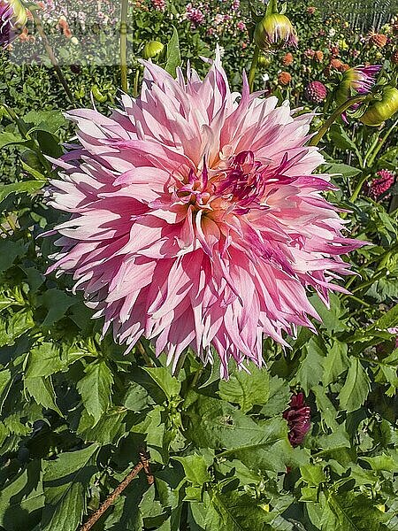 Flowering Dahlias (Dahlia)  variety Vineland Princess in the Dahlia Farm in Löderup  Ystad municipality  Skåne County  Sweden  Scandinavia  Europe