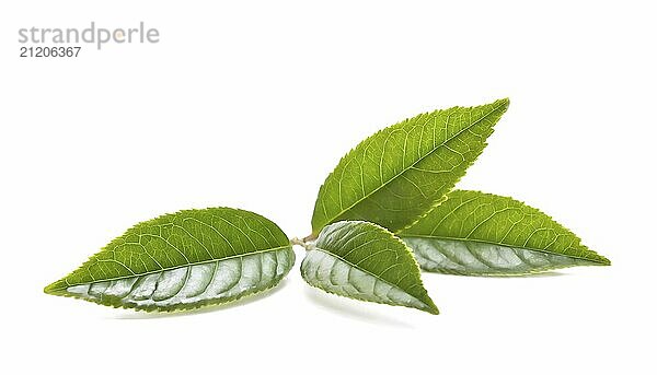 Green tea leaf isolated on white background. Clipping path included