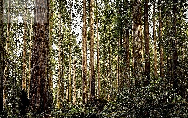 Ein schöner Redwood Wald in Nordkalifornien  USA  Nordamerika