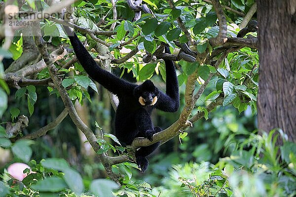 Southern Yellow-cheeked gibbon (Nomascus gabriellä)  adult  male  sitting in tree