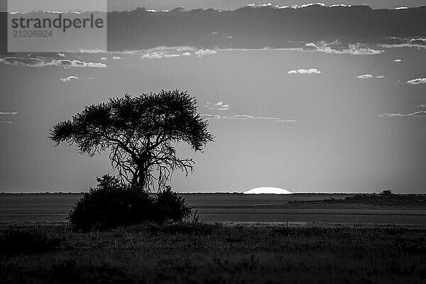 S/W Landschaftsfoto bei Sonnenaufgang mit einer einzelnen Baumsilhouette vor der Etosha Salzpfanne. Etosha Nationalpark  Namibia  Afrika