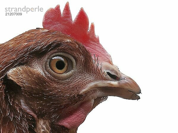 Close-up and detail of brown chicken head isolated on white