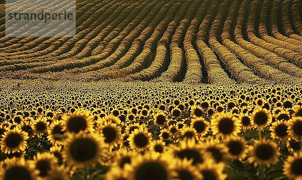 Closeup view on sunflower field  selective focus AI generated