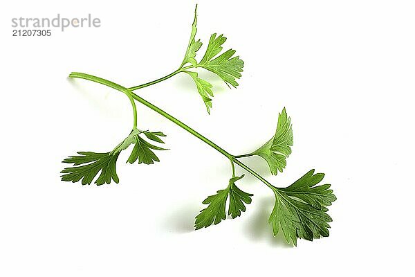 Branch with fresh parsley leaves isolated on white background. Greens close up