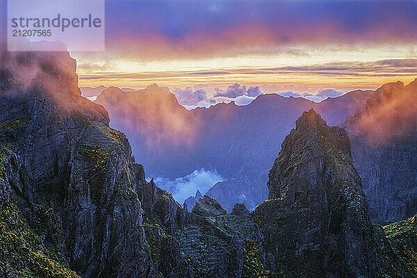 In Nebel und Wolken gehüllte Berge bei Sonnenuntergang mit blühenden Cytisus Sträuchern. In der Nähe von Pico de Arieiro  Insel Madeira  Portugal  Europa