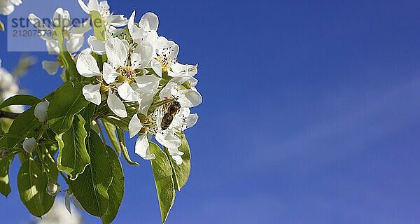 Pear flowers with bee and blue background for copy space. Flowering branch of a fruit tree