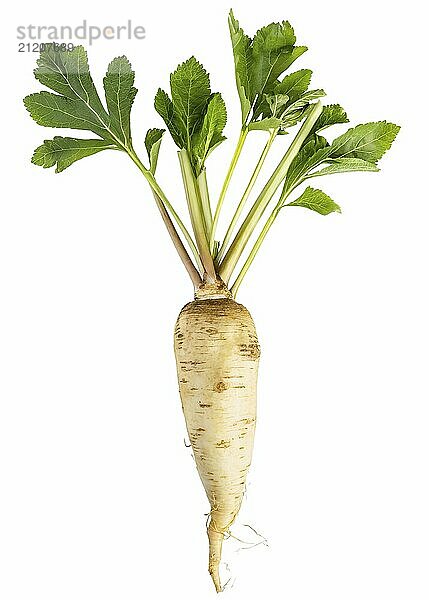 Isolated single parsnip root with green leaves on a white background  representing fresh and nutritious food