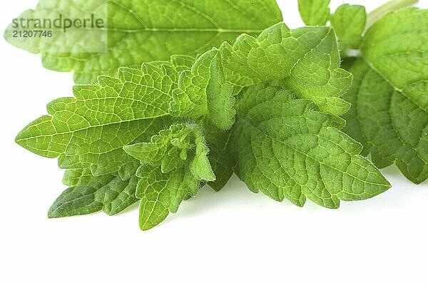 Bunch of lemon balm or melissa plant isolated on white background