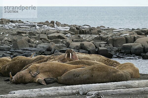 Walrus (Odobenus rosmarus)  walrus  Kiepertøya  Svalbard and Jan Mayen archipelago  Norway  Europe