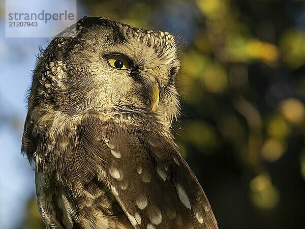 Cropped Great Horned Owl head in side view in front of autumn leaves