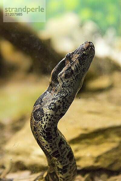 Boa constrictor Schlange jiboia in Großaufnahme