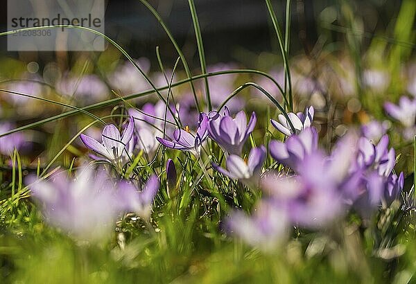 Frühlingshafte Nahaufnahme von violetten Krokussen. Weicher selektiver Fokus von blühenden Krokusblüten