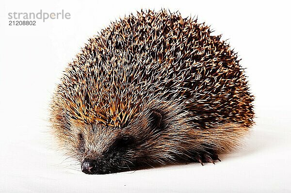 Hedgehog on a white background