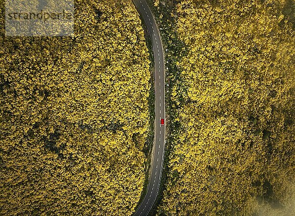 Aerial view of road with red car among yellow Cytisus blooming shrubs near Pico do Arieiro  Portugal  Europe