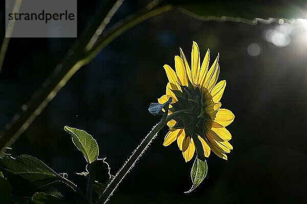 Rückansicht Sonnenblume (Helianthus annuus) vor dunklem Hintergrund im Gegenlicht  Kopenhagen  Dänemark  Europa