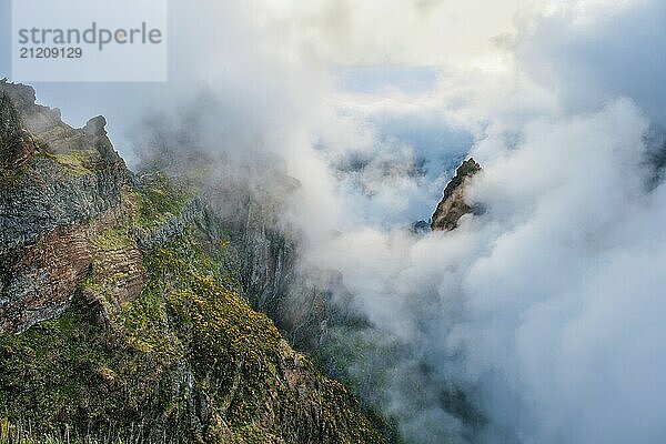 A mountain covered in fog and clouds with blooming Cytisus shrubs. Near Pico de Arieiro  Madeira island  Portugal  Europe