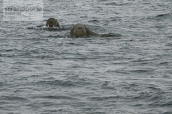 Swimming walrus (Odobenus rosmarus)  walrus  Ardneset headland  Svalbard and Jan Mayen archipelago  Norway  Europe