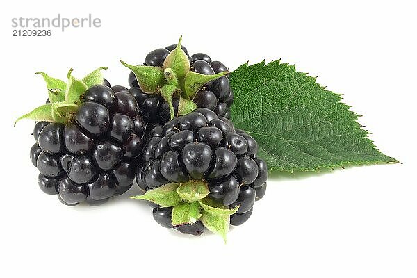 Three blackberries isolated on a white background. Black berry with green leaves