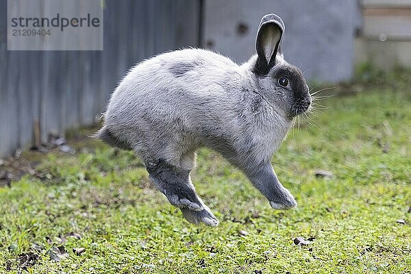 Eine schöne lop Kaninchen gegen einen isolierten Hintergrund der langen grünen Gras