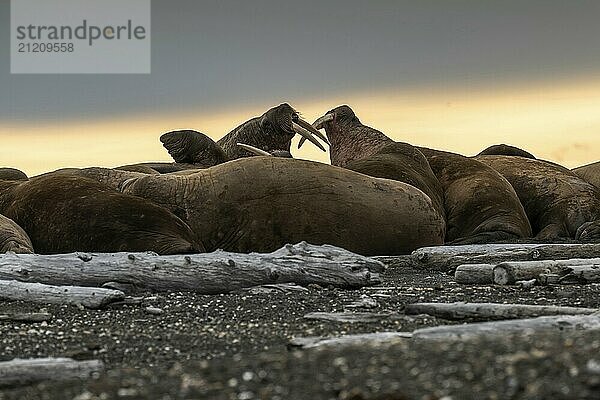 Walrus (Odobenus rosmarus)  walrus  Kiepertøya  Svalbard and Jan Mayen archipelago  Norway  Europe