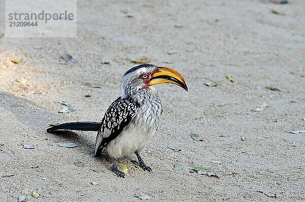 Southern yellowbilled hornbill in the Kruger Park  South Africa  Africa