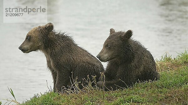 Zwei Braunbärenjunge am Fluss  Kamtschatka  Russland  Europa