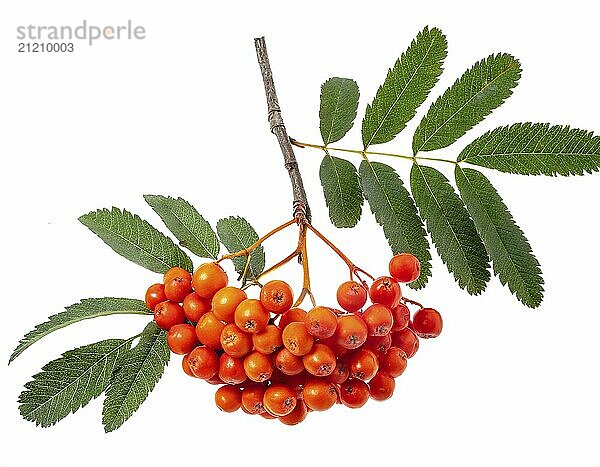 Red cluster of rowan berries with leaves isolated on white