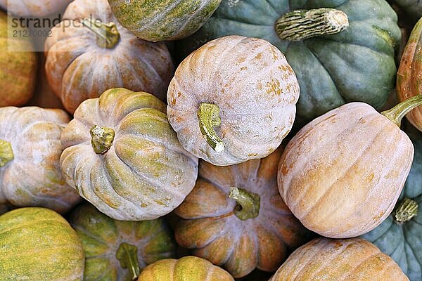 Mix of small colorfull Muscat pumpkin