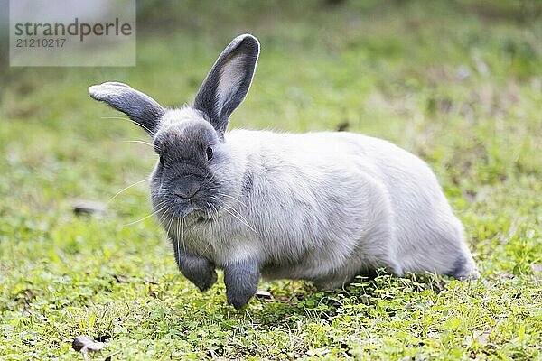 Eine schöne lop Kaninchen gegen einen isolierten Hintergrund der langen grünen Gras